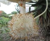 Adansonia digitata. Часть цветка. Австралия, г. Брисбен, ботанический сад. 16.01.2016.