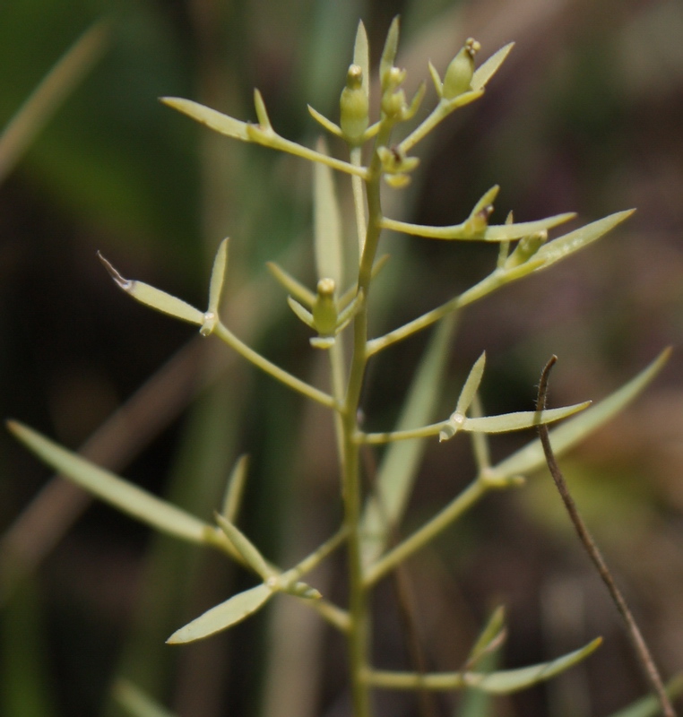 Изображение особи Thesium ramosum.