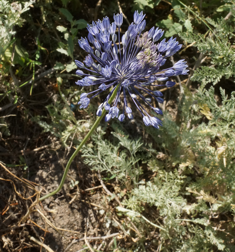 Image of Allium caesium specimen.