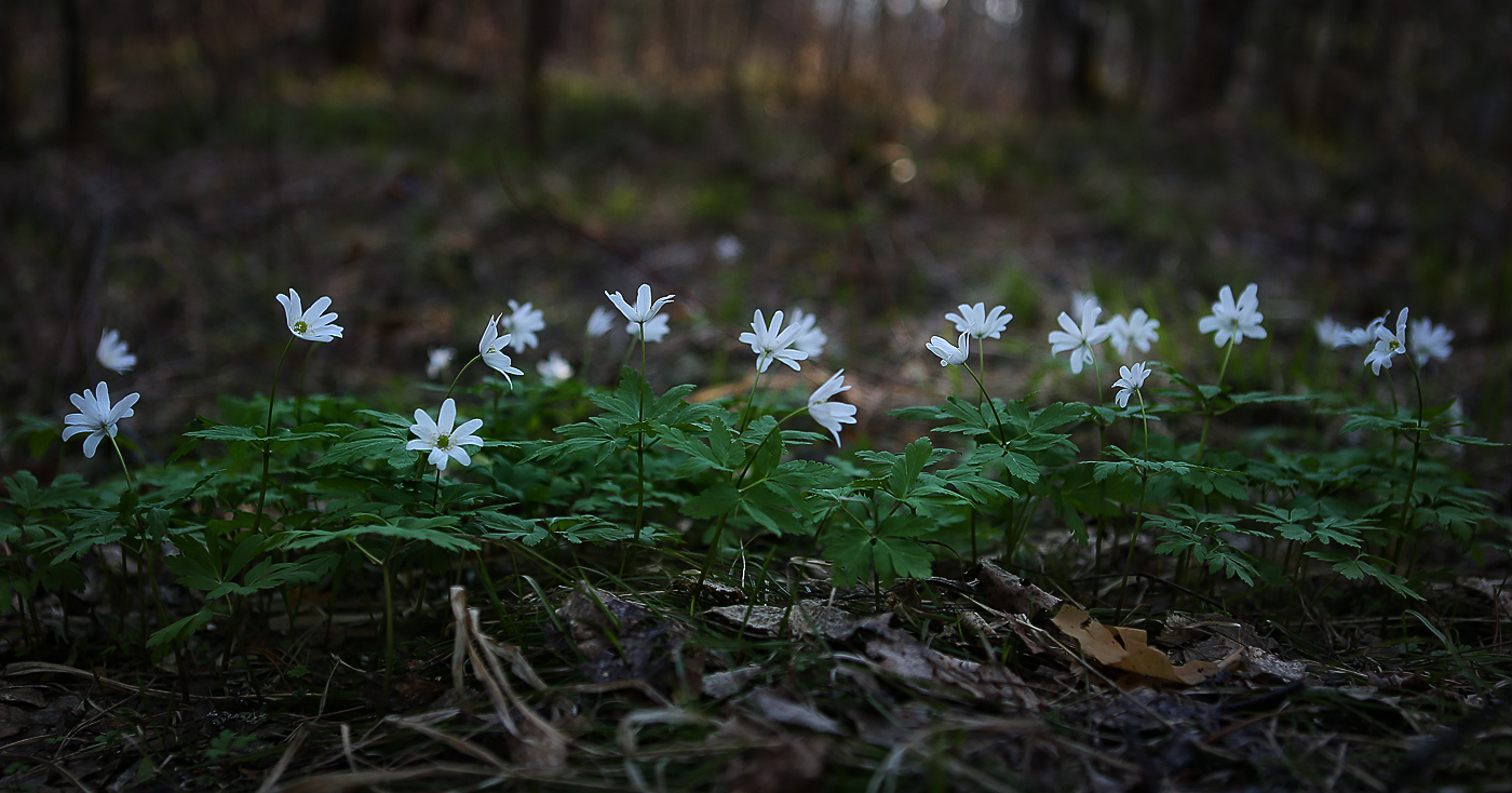 Изображение особи Anemone altaica.