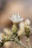 Centaurea pseudosquarrosa. Соцветие. Южный Казахстан, горы Алатау (Даубаба), степное подножье. 11.08.2014.