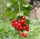 Image of taxon representative. Author is Тамара Риб