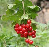 Ribes rubrum