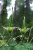 Geranium sylvaticum. Незрелые плоды. Свердловская обл., окр. г. Североуральск, небольшая полянка в сосново-елово-лиственничном лесу. 09.07.2011.