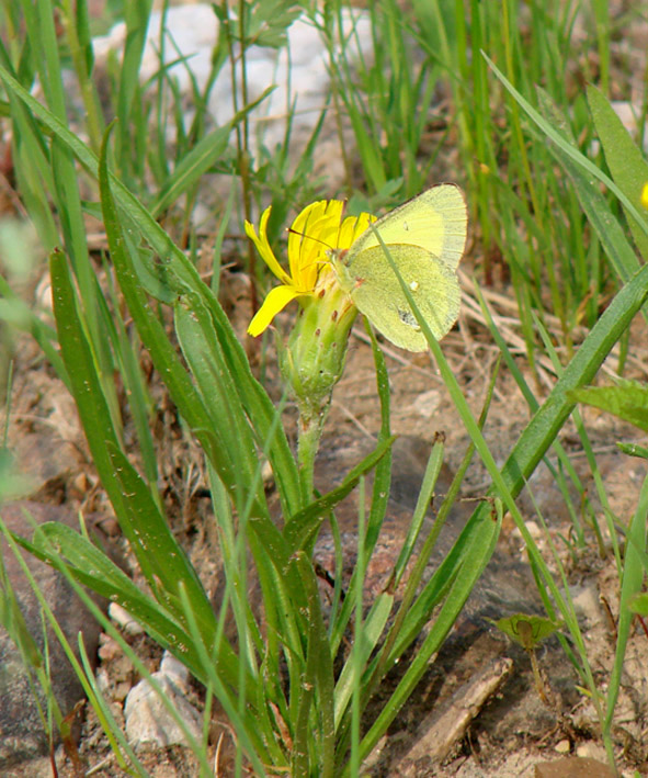 Image of Scorzonera radiata specimen.