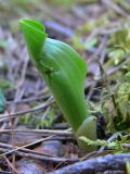 Platanthera bifolia. Развивающийся лист. Свердловская обл., окр. г. Североуральск, травяно-моховой сосняк с елью на известняках.