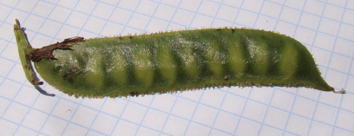 Image of Vicia serratifolia specimen.