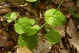 Doronicum orientale. Нижняя часть растения. Республика Адыгея, г. Майкоп, южная окраина города, дубово-грабово-буковый лес. 12.03.2016.