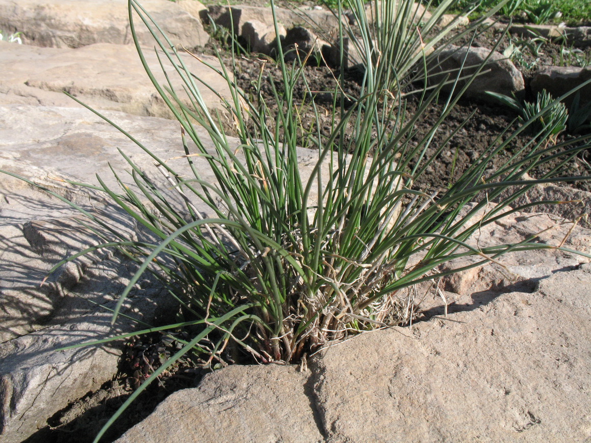 Image of Allium dshungaricum specimen.