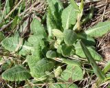 Primula veris