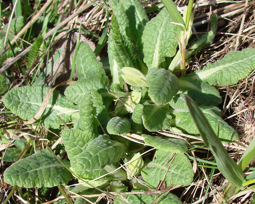 Image of Primula veris specimen.