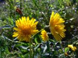 Sonchus arvensis ssp. uliginosus