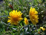 Sonchus arvensis subspecies uliginosus. Соцветия. Челябинская обл., окр. г. Челябинск, Золотая горка, обочина дороги в берёзовом лесу. 21.08.2015.