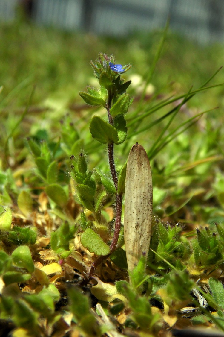 Image of Veronica arvensis specimen.