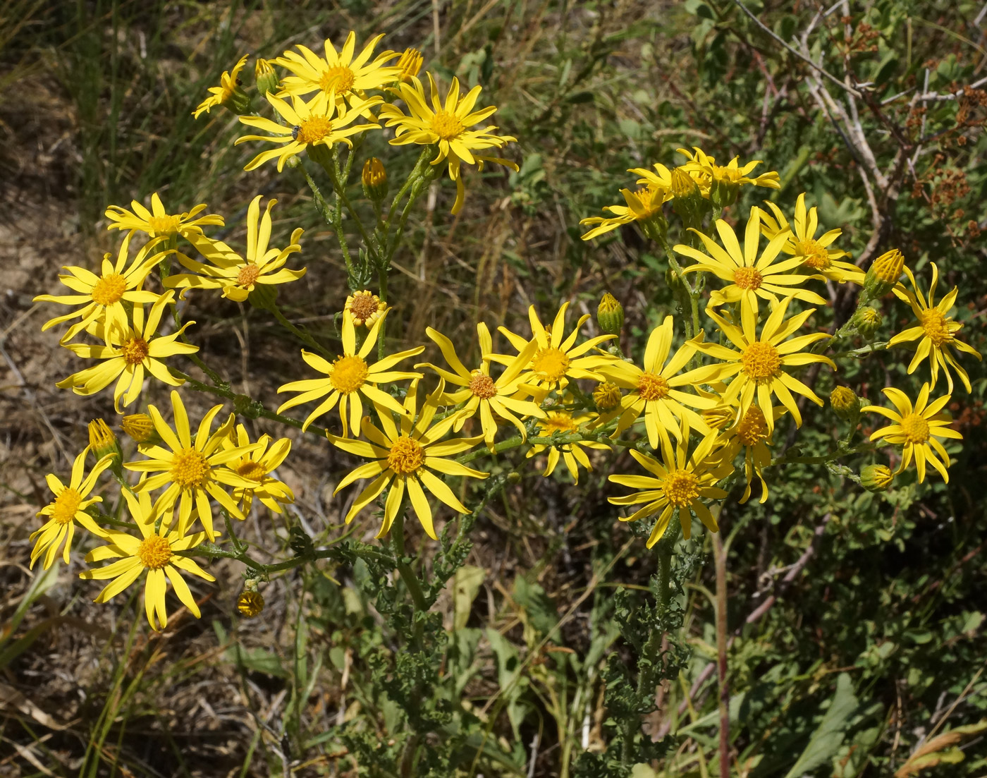 Крестовник обыкновенный. Крестовник Якова Senecio jacobaea. Крестовник Луговой растение. Jacobaea vulgaris крестовник обыкновенный. Крестовник Луговой крестовник Суходольный.