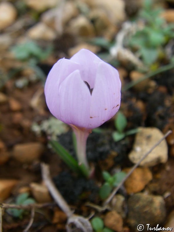 Изображение особи Colchicum triphyllum.