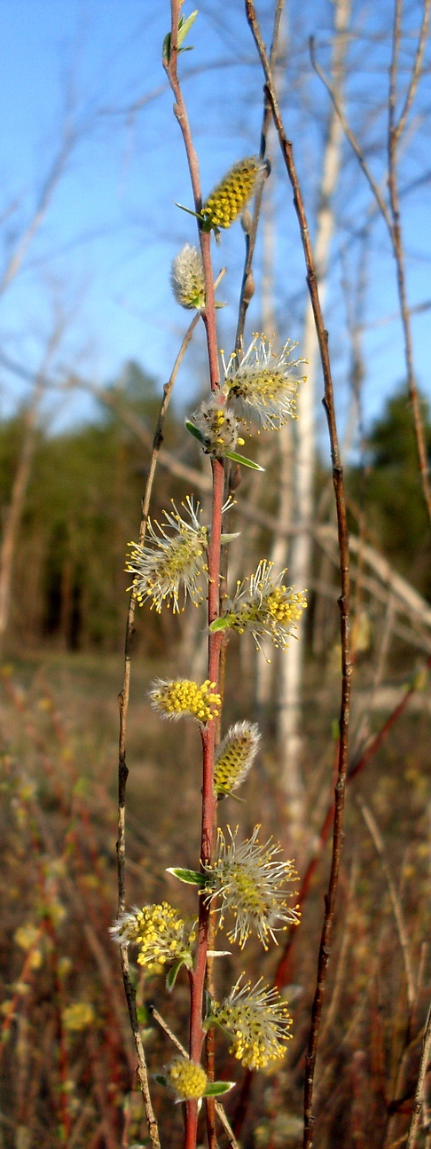 Image of Salix rosmarinifolia specimen.