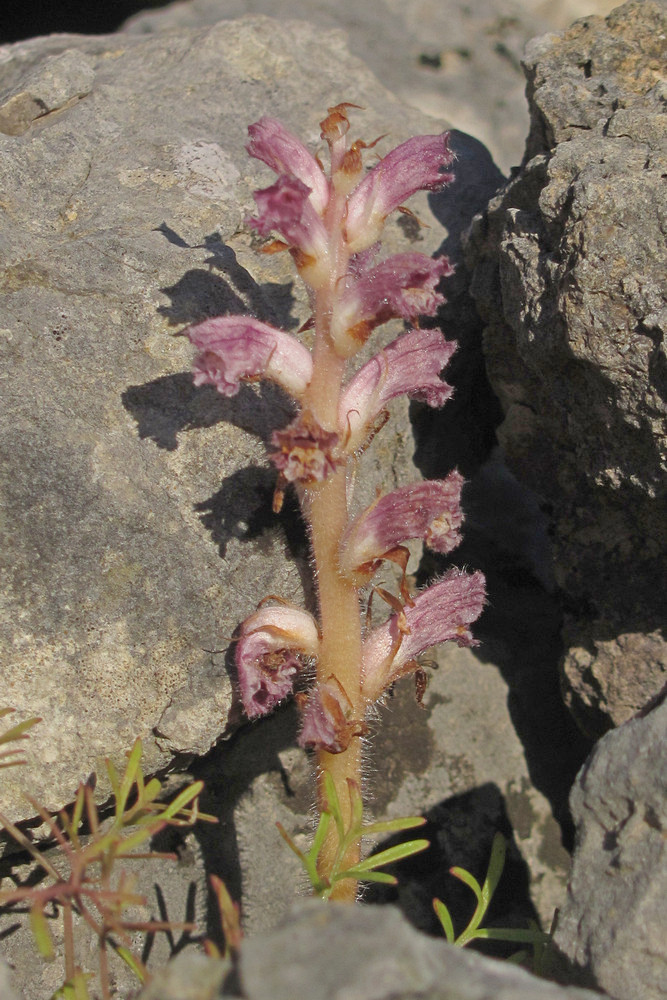 Изображение особи Orobanche pubescens.