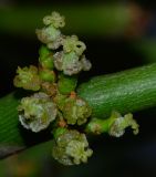 Euphorbia tirucalli