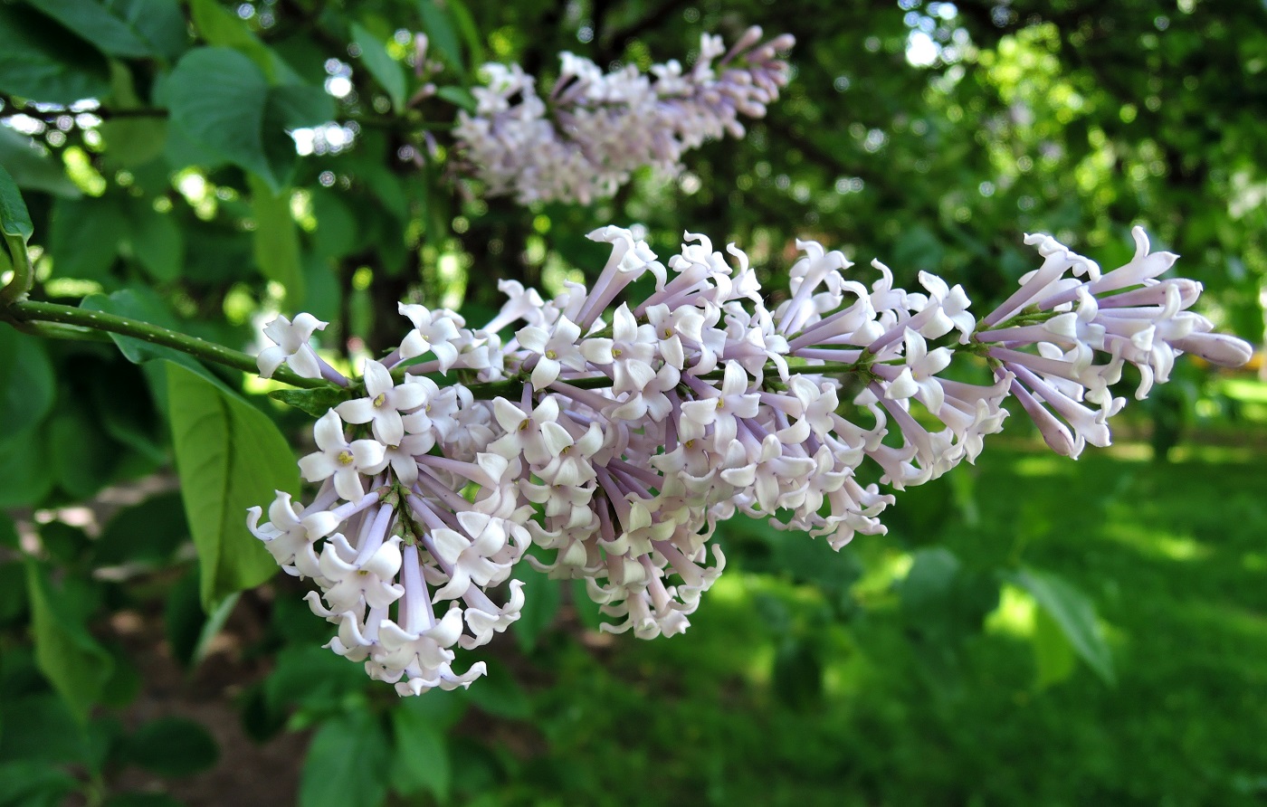 Image of Syringa josikaea specimen.