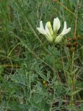 Astragalus albicaulis. Верхушка цветущего побега. Курская обл., Горшеченский р-н, окр. дер. Кунье, петрофитная степь на склоне балки. 06.07.2014.