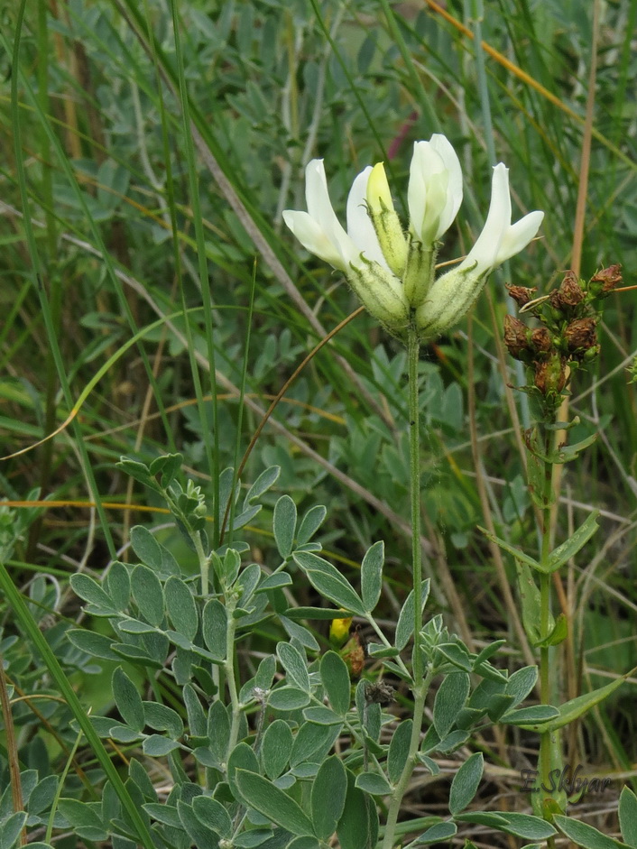 Image of Astragalus albicaulis specimen.