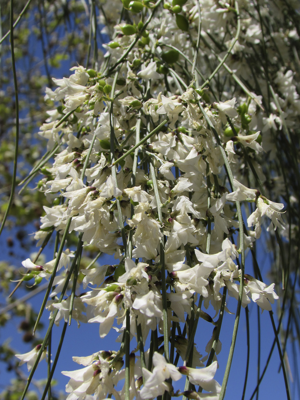 Image of Retama monosperma specimen.