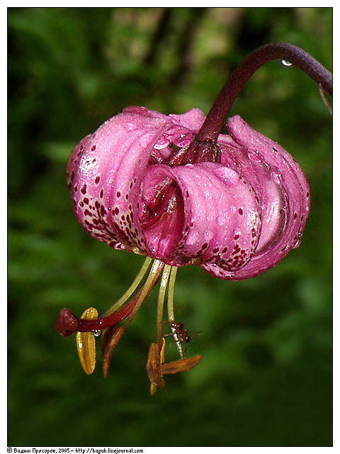 Image of Lilium pilosiusculum specimen.