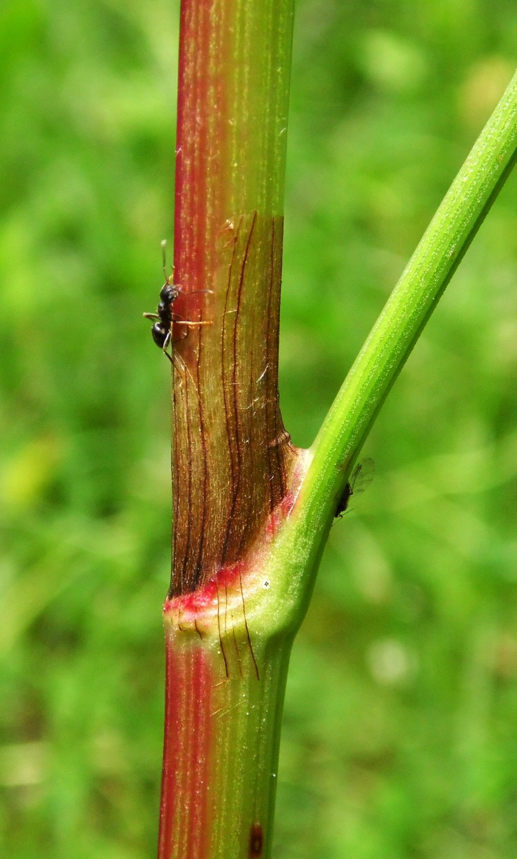 Изображение особи Rumex crispus.