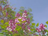 Syringa oblata