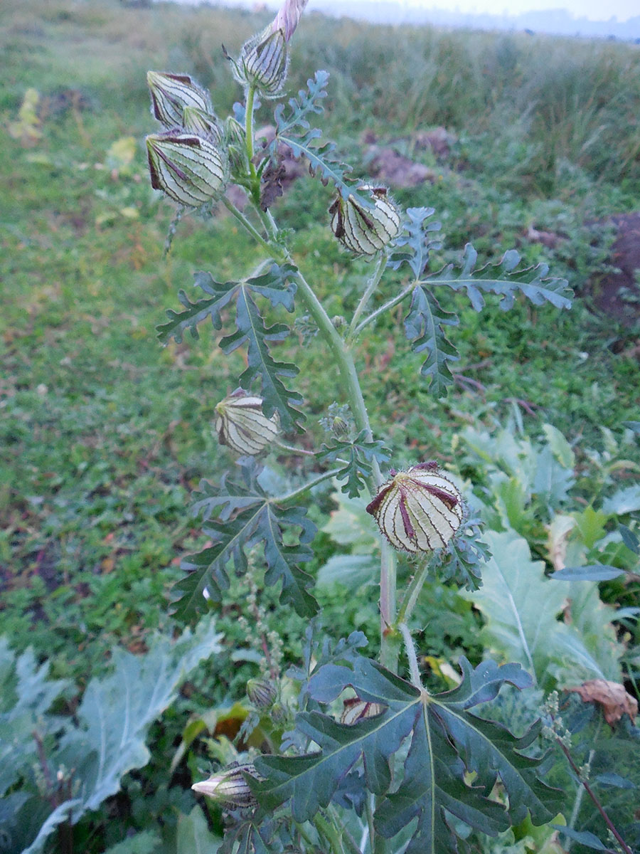 Image of Hibiscus trionum specimen.