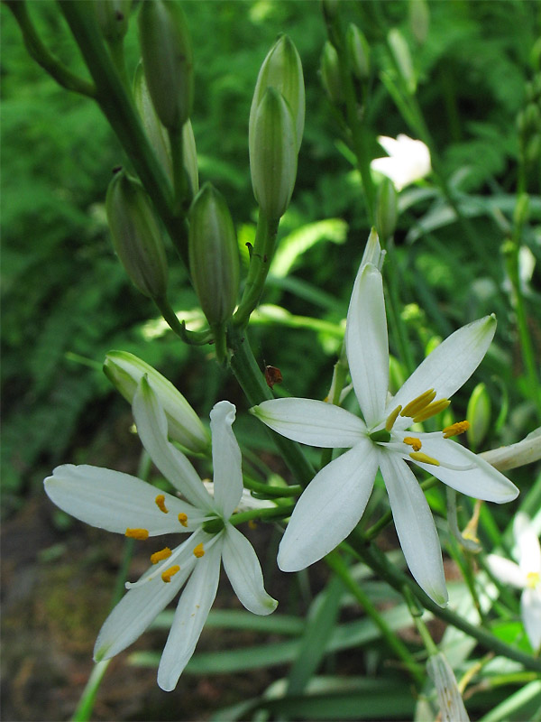 Изображение особи Anthericum liliago.