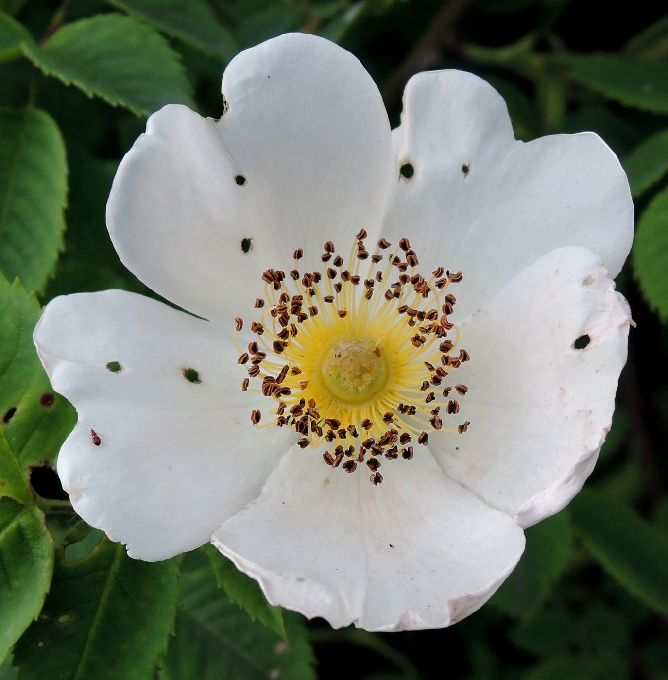 Image of Rosa canina specimen.