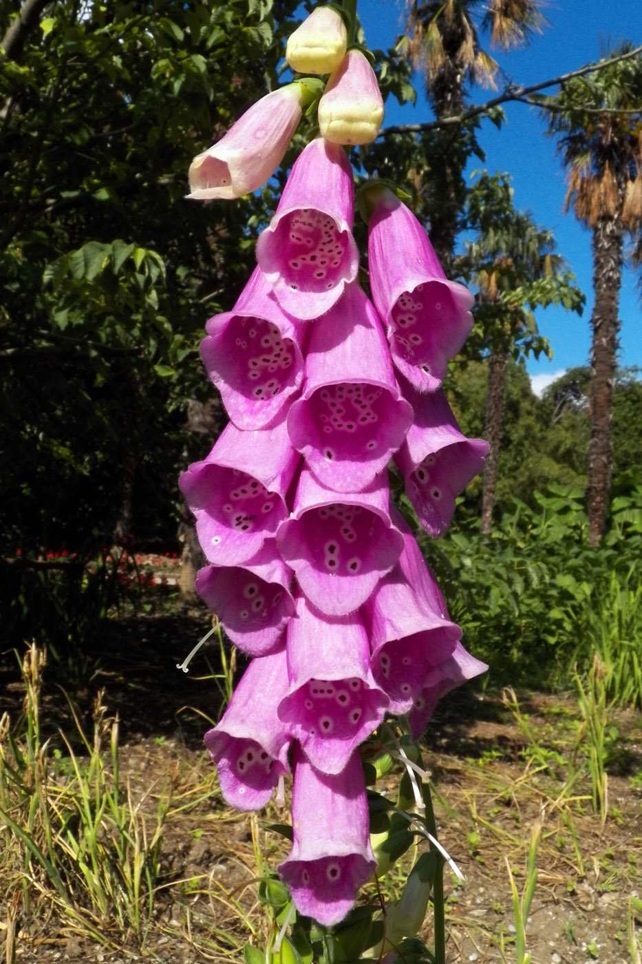 Изображение особи Digitalis purpurea.