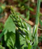 Ornithogalum narbonense