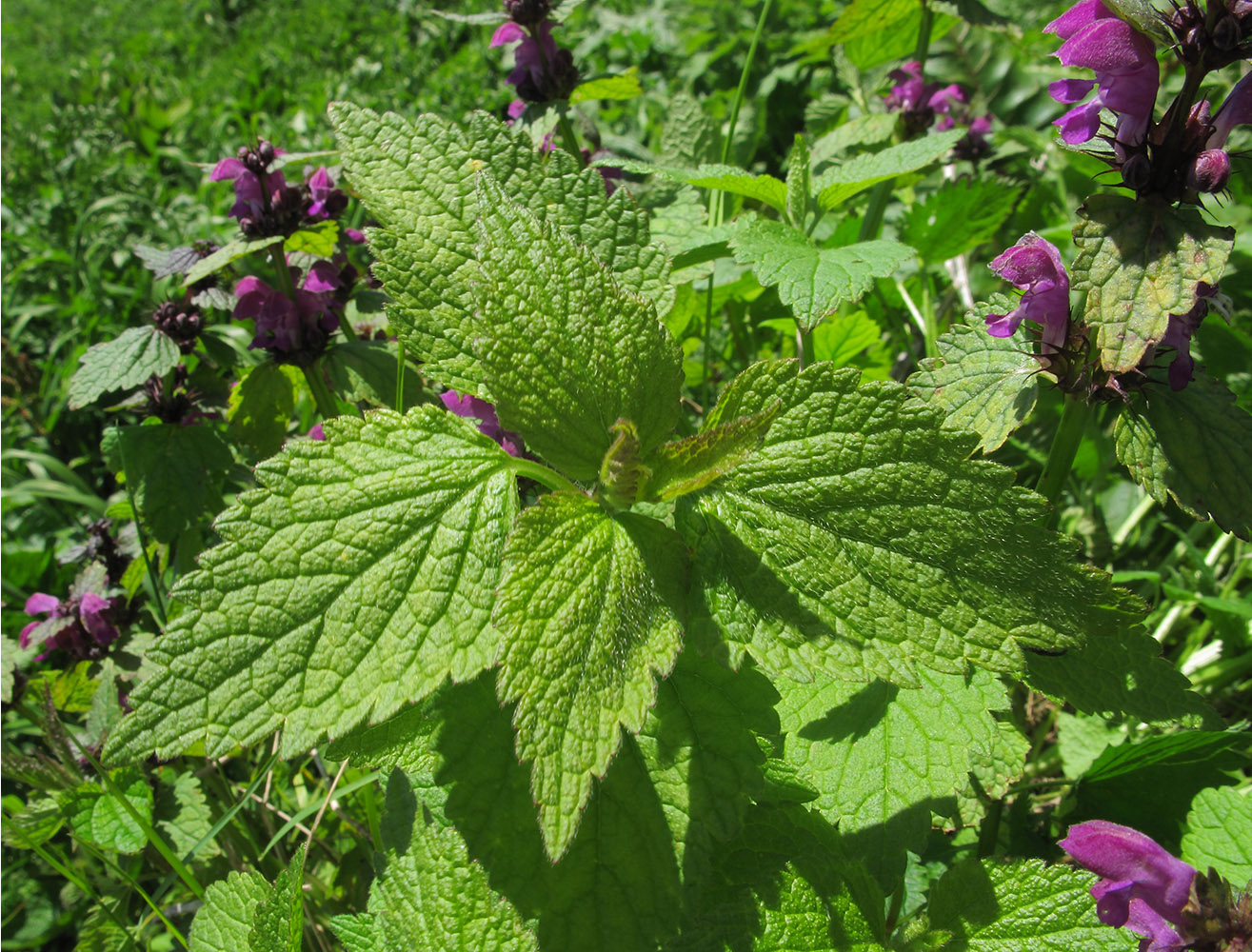 Image of Lamium maculatum specimen.