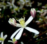 Clematis lathyrifolia