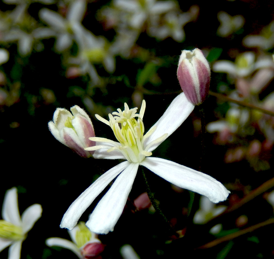 Image of Clematis lathyrifolia specimen.