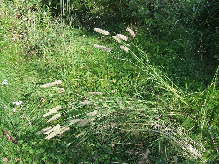 Image of Phleum pratense specimen.