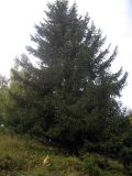 Picea schrenkiana