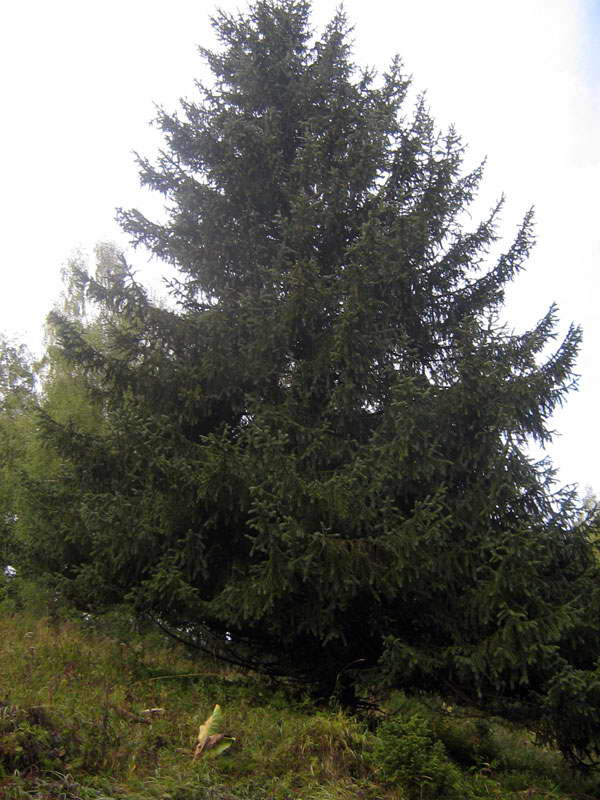 Изображение особи Picea schrenkiana.