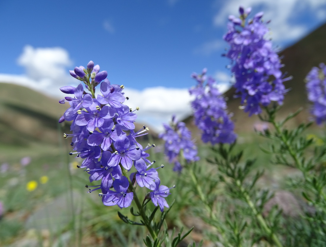 Image of Veronica pinnata ssp. nana specimen.