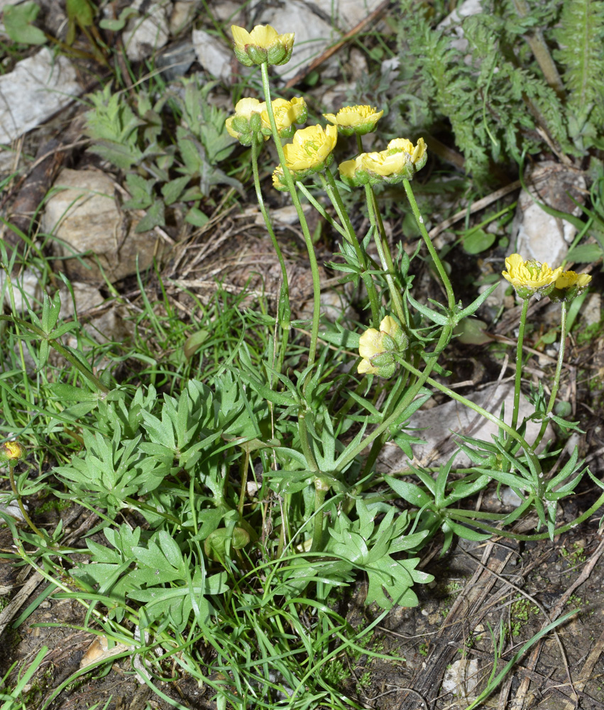 Изображение особи Ranunculus rubrocalyx.