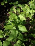 Saussurea grandifolia