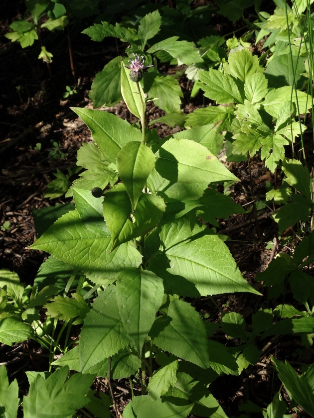 Изображение особи Saussurea grandifolia.