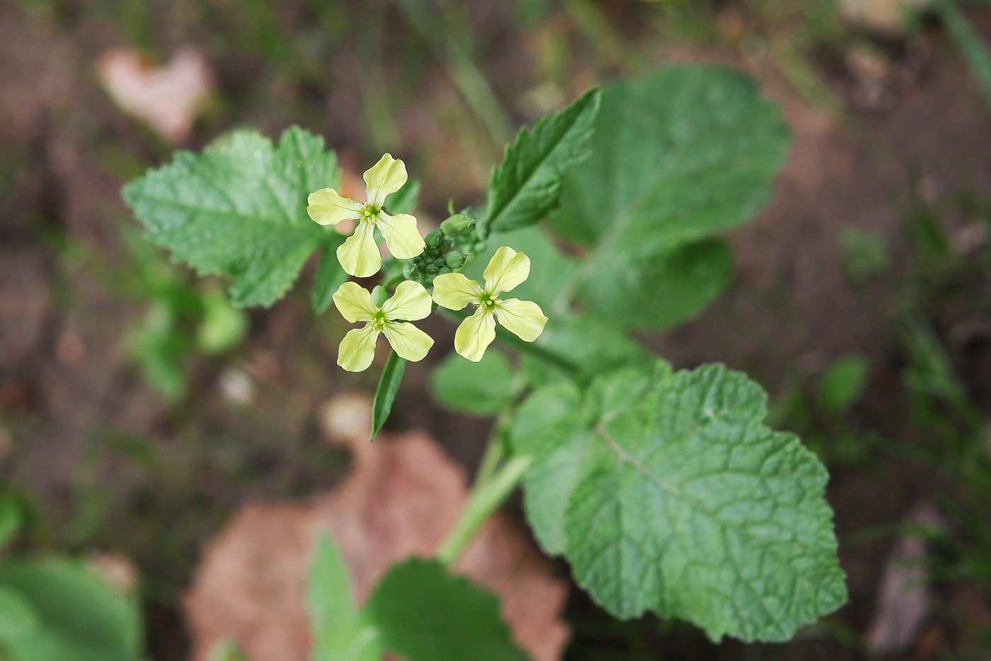 Изображение особи Raphanus raphanistrum.