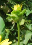 Silphium perfoliatum. Раскрывающееся соцветие (вид сбоку). Узбекистан, г. Ташкент, Ботанический сад им. Ф.Н.Русанова. 01.09.2016.