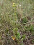 Potentilla longifolia. Цветущее растение. Хакасия, окр. с. Аршаново, разнотравно-типчаковая степь на песках. 24.07.2016.