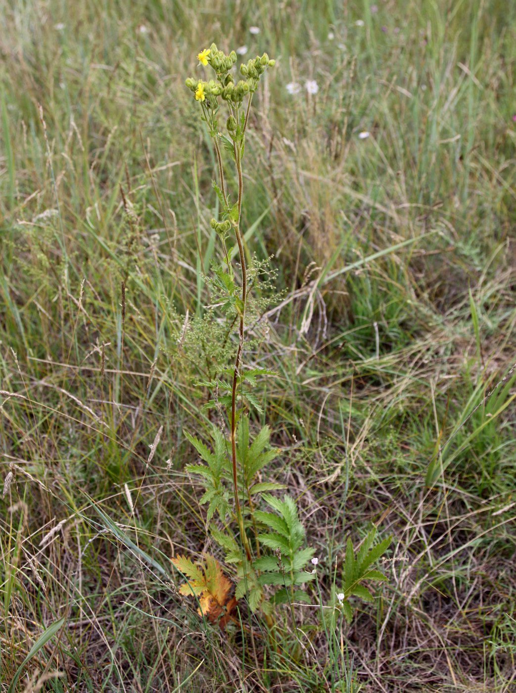 Image of Potentilla longifolia specimen.