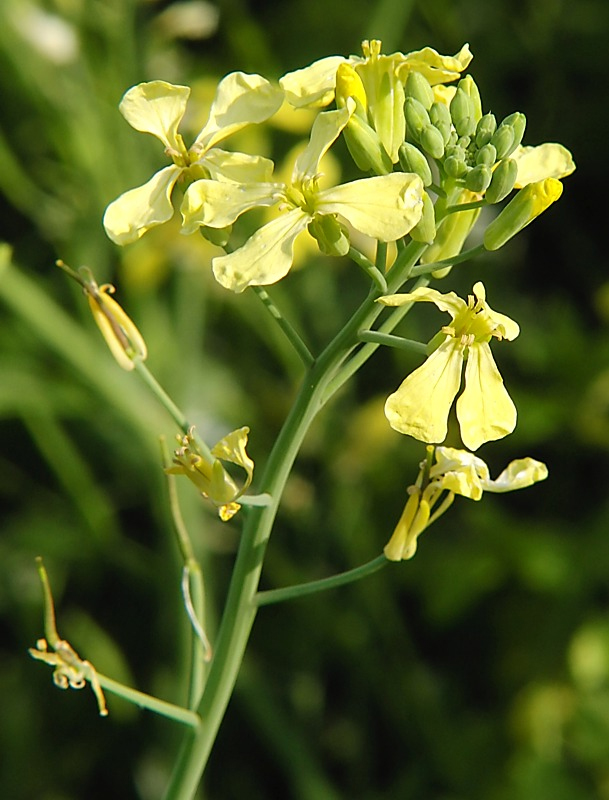 Изображение особи Raphanus raphanistrum.